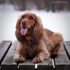 Cocker spaniel Mille