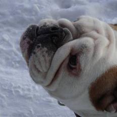 Engelsk bulldog Tinkerbell(grethe) (R.I.P)