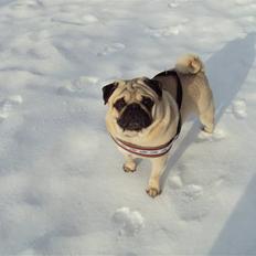 Mops Tango Drengen 2008-2013