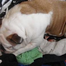 Engelsk bulldog Tinkerbell(grethe) (R.I.P)