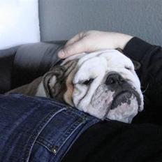 Engelsk bulldog Tinkerbell(grethe) (R.I.P)