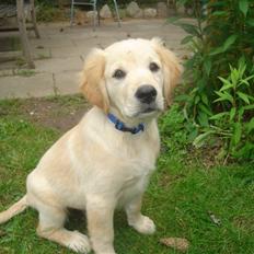Golden retriever vidtso