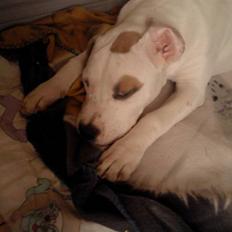 Blanding af racer Bella