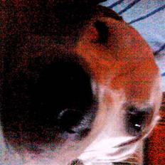 Blanding af racer Bella