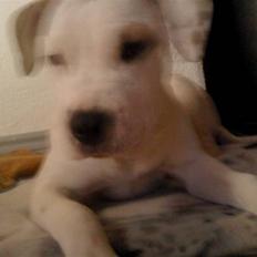 Blanding af racer Bella