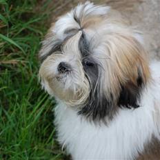 Shih tzu Gizmo