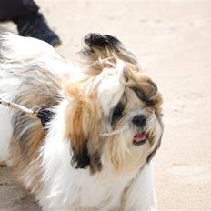 Shih tzu Gizmo