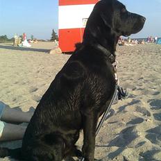 Labrador retriever laban