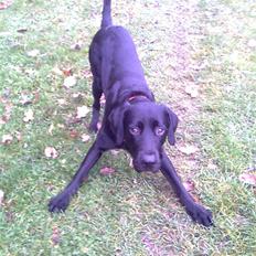 Labrador retriever laban