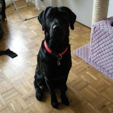 Labrador retriever laban