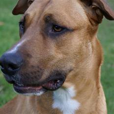 Rhodesian ridgeback Rocky