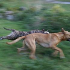 Rhodesian ridgeback Rocky