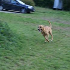 Rhodesian ridgeback Rocky