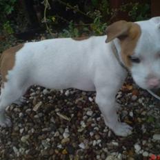 Amerikansk staffordshire terrier Ziggi