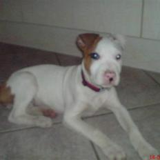 Amerikansk staffordshire terrier Ziggi