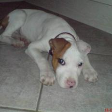 Amerikansk staffordshire terrier Ziggi