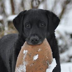 Blanding af racer Buster