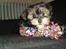 Blanding af racer Bello- Malteser/yorkshire - 10 uger gammel