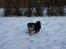 Blanding af racer Bello- Malteser/yorkshire - 14 uger gammel