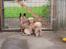Shih tzu Buffy