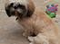 Shih tzu Buffy
