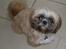 Shih tzu Buffy