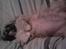 Shih tzu Buffy - Dejlig gravid