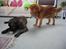 Nova scotia duck tolling retriever Bailey
