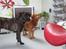Nova scotia duck tolling retriever Bailey