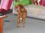 Nova scotia duck tolling retriever Bailey