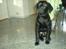 Labrador retriever Cantona (Canto) <3 :b - Jeg kan faktisk godt sitte MEGET pænt :b