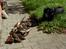 Labrador retriever lucky R.I.P )= - mijn jagt hund!<3