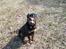 Rottweiler Ace - Ace 11 mdr gammel 