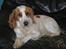 Blanding af racer Ciara - min smukke mor: Cocker Spaniel Lady