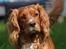 Blanding af racer Ciara - min flotte far: Cavalier King Charles/Skots Terrie Max