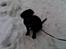Labrador retriever prinsesse bella - uden i snen og lege
