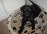 Labrador retriever prinsesse bella - bella<3