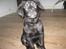 Labrador retriever prinsesse bella - smil<3