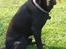Labrador retriever petie