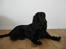 Cocker spaniel Charlie solgt:'(