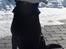 Labrador retriever Jeiko (Formel 1) - En stolt Jeiko med sit første vildt