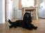 Cocker spaniel Charlie solgt:'(
