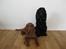 Cocker spaniel Charlie solgt:'(
