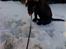 Labrador retriever prinsesse bella