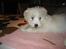 Coton de tulear Kali