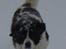 Sankt bernhardshund Basse R.I.P.
