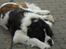 Sankt bernhardshund Basse R.I.P.