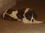 Sankt bernhardshund Basse R.I.P.