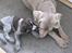 Weimaraner Bomlaz im Stoffer