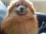 Pomeranian RIP Trikkie <3 2002 -2012